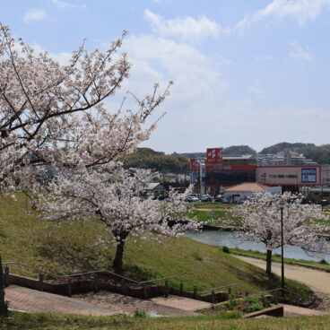 満開の桜🌸と歯の記念日🦷✨