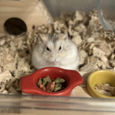ハムスターの前歯は一生伸び続ける？！🐹